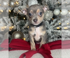 Chihuahua Puppy for sale in CHARLOTTE, NC, USA