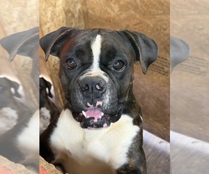 Father of the Boxer puppies born on 12/31/2025