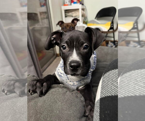 Medium Photo #13 American Pit Bull Terrier-Labrador Retriever Mix Puppy For Sale in Germantown, OH, USA