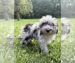 Small #32 Cavapoo (Miniature)