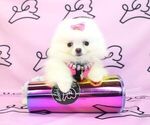 Small Photo #16 Pomeranian Puppy For Sale in LAS VEGAS, NV, USA