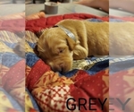 Small Photo #11 Golden Retriever Puppy For Sale in BLACKBURN, NC, USA
