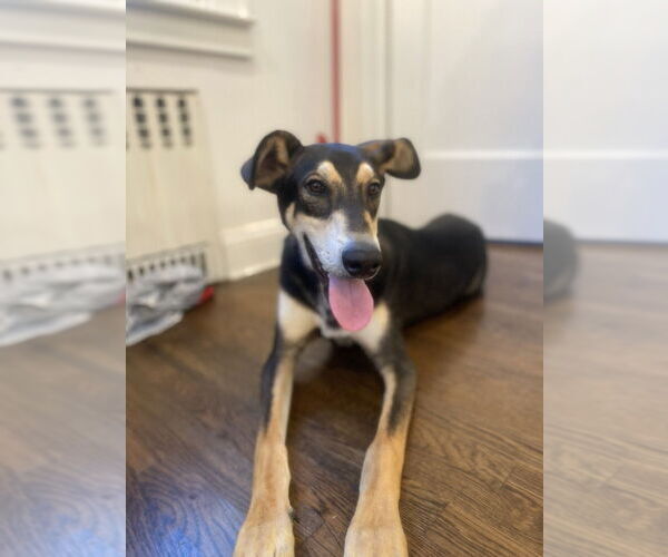 Medium Photo #4 Huskies -Unknown Mix Puppy For Sale in Elmsford, NY, USA