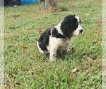 Puppy Jolly English Springer Spaniel