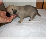 Small Photo #3 Chihuahua Puppy For Sale in BELLE FOURCHE, SD, USA