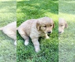 Small #4 Golden Retriever