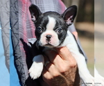 Elliot - Male Boston Terrier Puppy for Sale - Photo #12