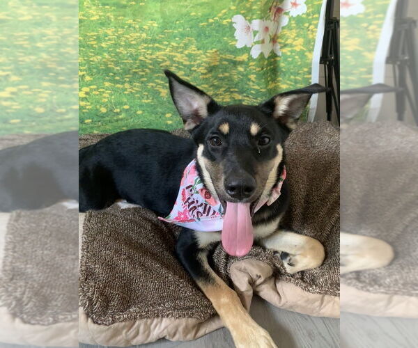 Medium Photo #4 Mutt Puppy For Sale in San Leon, TX, USA