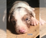 Small Photo #6 Australian Shepherd Puppy For Sale in ARBA, IN, USA