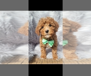 Goldendoodle (Miniature) Puppy for sale in INDIANAPOLIS, IN, USA