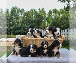 Small Photo #3 Bernese Mountain Dog Puppy For Sale in NARVON, PA, USA
