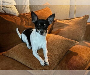 Chihuahua-Unknown Mix Dogs for adoption in Grafton, WI, USA