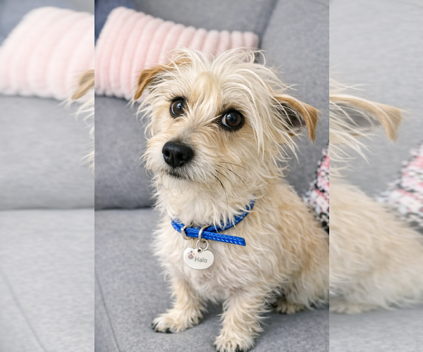 Medium Photo #1 Mal-Shi Puppy For Sale in San Francisco, CA, USA