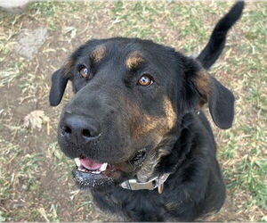 Chinese Shar-Pei-German Shepherd Dog Mix Dogs for adoption in Tulsa, OK, USA