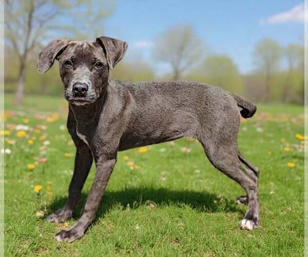 Medium Photo #4 Blue Lacy-Unknown Mix Puppy For Sale in Talladega, AL, USA