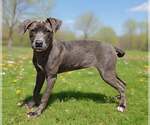 Small #3 Blue Lacy Mix