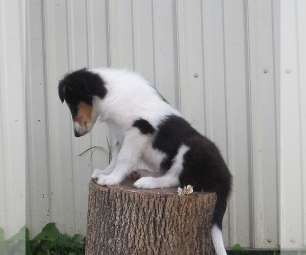 Medium Photo #2 Collie Puppy For Sale in FORT PLAIN, NY, USA