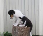 Small #1 Collie