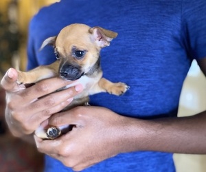 Chihuahua Puppy for sale in FLOWOOD, MS, USA