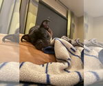 Small #3 Pug Mix
