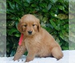 Small #2 Golden Retriever