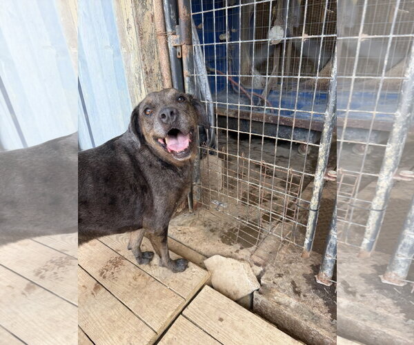 Medium Photo #1 Catahoula Leopard Dog-Unknown Mix Puppy For Sale in Jackson, MS, USA