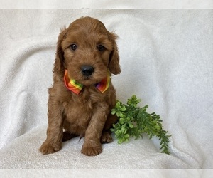 Goldendoodle (Miniature) Puppy for sale in LAKELAND, FL, USA