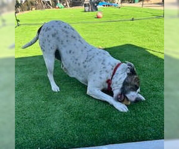 Medium Photo #2 Mutt Puppy For Sale in Oceanside, CA, USA