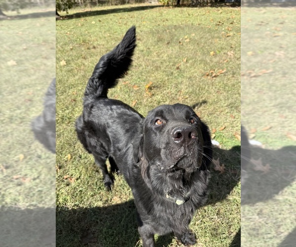 Medium Photo #2 Newfoundland Puppy For Sale in MARTINSBURG, WV, USA