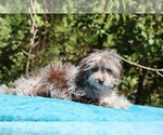 Small #25 ShihPoo
