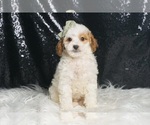 Small Photo #94 Poodle (Toy) Puppy For Sale in WARSAW, IN, USA
