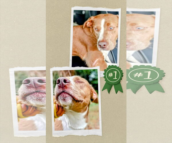 Medium Photo #9 Mutt Puppy For Sale in columbia, SC, USA