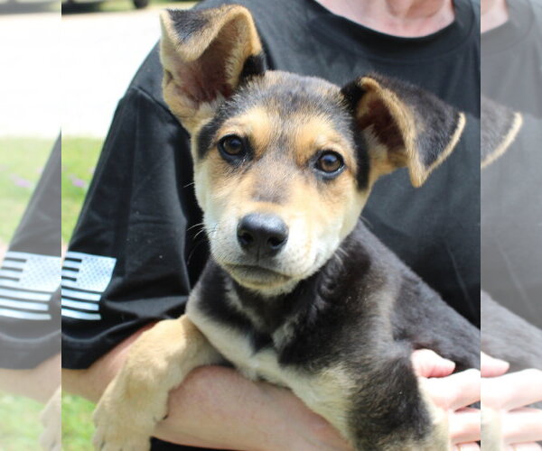Medium Photo #3 Siberian Husky-Unknown Mix Puppy For Sale in Prattville, AL, USA