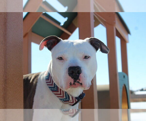 Medium Photo #13 Mutt Puppy For Sale in Chestertown, MD, USA