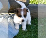 Small #6 Russell Terrier