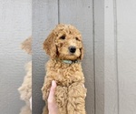 Puppy Lester Goldendoodle mix (+ Poodle Standard)