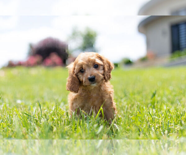 Medium Photo #2 Cavapoo Puppy For Sale in WARSAW, IN, USA