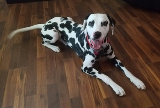 Father of the Dalmatian puppies born on 09/02/2017