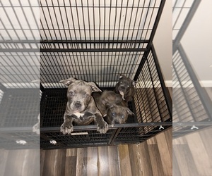 Father of the American French Bull Terrier puppies born on 03/01/2025