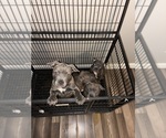 Small Photo #1 American French Bull Terrier Puppy For Sale in NEW ORLEANS, LA, USA