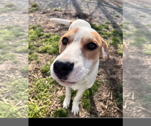 Lyra - Female Coonhound-Great Pyrenees Mix Dog for Adoption - Photo #3