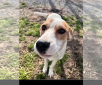Small #2 American Foxhound Mix