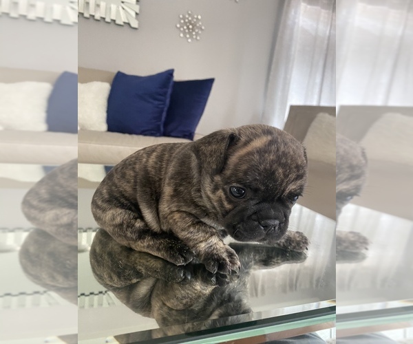 Medium Photo #5 French Bulldog Puppy For Sale in BUCKEYE, AZ, USA