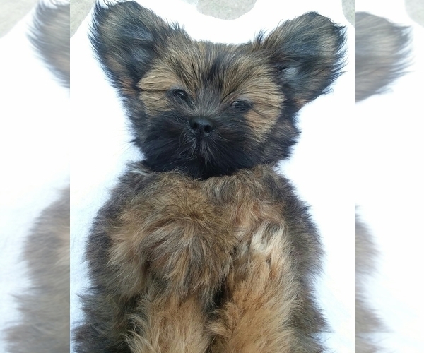 Medium Photo #1 Lhasa Apso Puppy For Sale in BELL, FL, USA