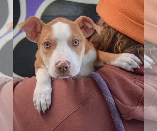 Medium Photo #13 American Staffordshire Terrier-Boxer Mix Puppy For Sale in Huntley, IL, USA