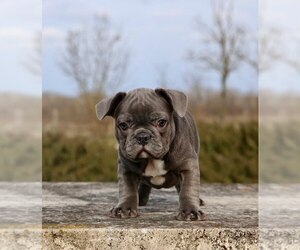 French Bulldog Puppy for sale in METUCHEN, NJ, USA