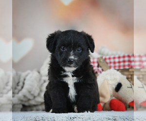 Pembroke Welsh Corgi-Poodle (Miniature) Mix Puppy for sale in CANTON, OH, USA