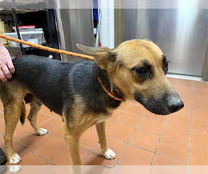 German Shepherd Dog Dogs for adoption in Camarillo, CA, USA