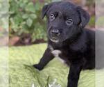 Small #2 Labrador Retriever Mix