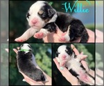Puppy Willie Great Bernese